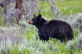 Wild black bear Royalty Free Stock Photo