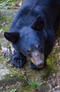 Wild black bear walking around out in the woods Royalty Free Stock Photo