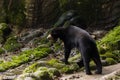 Wild Black Bear in zoo malacca, malaysia Royalty Free Stock Photo