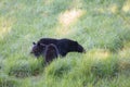 Wild black bears at Cades Cove in the Great Smokey Mountains National Park