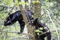 Wild black bears on a tree at Cades Cove in the Great Smokey Mountains National Park