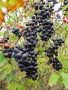 Wild Black Berries