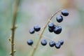 Wild black berries close up Royalty Free Stock Photo