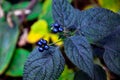 Wild black berries fruits in the jungle. Closeup of lantana camara berries Royalty Free Stock Photo