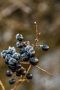 Wild black berries in winter