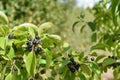 Wild black berry fruit growing outside naturally on a bush in the countryside Royalty Free Stock Photo