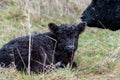 Wild black bovine calf lying on the grass with caring mother