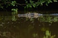 Black caiman in Ecuadorian Amazon