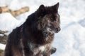 Wild black canadian wolf close up. Canis lupus pambasileus