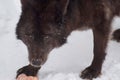 Wild black canadian wolf is looking at the camera. Animals in wildlife.