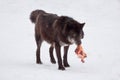 Wild black canadian wolf is running with a piece of meat. Animals in wildlife. Royalty Free Stock Photo