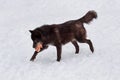 Wild black canadian wolf is running with a piece of meat. Canis lupus pambasileus. Royalty Free Stock Photo