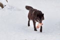 Wild black canadian wolf is running with a piece of meat. Canis lupus pambasileus. Royalty Free Stock Photo