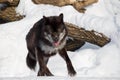 Wild black canadian wolf is running on a white snow. Canis lupus pambasileus Royalty Free Stock Photo