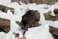 Wild black canadian wolf is running on a white snow. Canis lupus pambasileus Royalty Free Stock Photo
