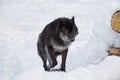 Wild black canadian wolf is running on a white snow. Canis lupus pambasileus Royalty Free Stock Photo