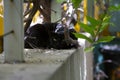 Wild black cat with green eyes is looking at you like a spy. Urban cats of Tel Aviv, Israel Royalty Free Stock Photo