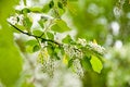 Wild black cherry blossoms in spring