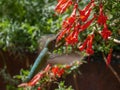 Wild Black-chinned Female Hummingbird around San Francisco, California, USA.