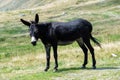 Wild black donkey in a pasture