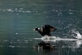 Wild black duck flying from the lake with a spla