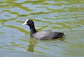 Wild black duck