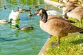 Wild Black Geese, Swans and Ducks by a Green Lake