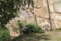 Wild black goat eating from a bush beside a cliff wall in Bornholm, Denmark Royalty Free Stock Photo