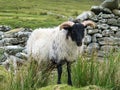 Wild Black headed sheep on the side of a mountain Royalty Free Stock Photo