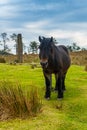 Wild black horse on top of Mount Adarra in the town of Urnieta, Gipuzkoa, Basque Country