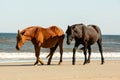 A Wild Black Horse Walking Slightly Behind a Wild Brown Horse on the Beach with Low Breaking Waves at Corolla, North Carolina Royalty Free Stock Photo