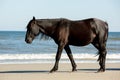 A Wild Black Horse Walking Along the Beach Next to Low Breaking Waves at Corolla, North Carolina Royalty Free Stock Photo