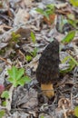 Wild Black Morels edible mushrooms on forest floor Royalty Free Stock Photo