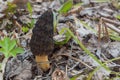 Wild Black Morels edible mushrooms on forest floor