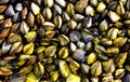 Wild black mussels on coastal rocks Royalty Free Stock Photo