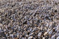 Wild black mussels growing close together on coastal rocks in J V Fitzgerald Marine Reserve Royalty Free Stock Photo