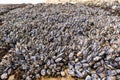 Wild black mussels growing close together on coastal rocks in J V Fitzgerald Marine Reserve Royalty Free Stock Photo