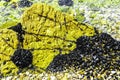 Wild Black Mussels on Sea Rock. Royalty Free Stock Photo