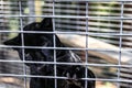 Wild black panther behind a fence of a cage at a sanctuary in California