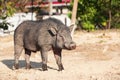 Wild black pigs near the city, Phuket, Thailand