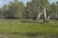 Wild pigs running through the water in swamp land, Northern Australia Royalty Free Stock Photo