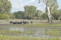 Wild pigs running through the water in swamp land, Northern Australia Royalty Free Stock Photo