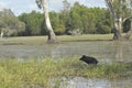 Wild pigs running through the water in swamp land, Northern Australia Royalty Free Stock Photo