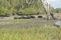 Wild pigs running through the water in swamp land, Northern Australia Royalty Free Stock Photo