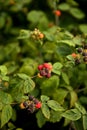 Wild black raspberries ripening on the bush Royalty Free Stock Photo