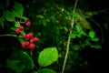 Wild black and red berries growing in the bush under the sun of Azerbaijan. Fruits of the blackberry. Caucasus forest fruits. Royalty Free Stock Photo