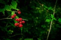 Wild black and red berries growing in the bush under the sun of Azerbaijan. Fruits of the blackberry. Caucasus forest fruits. Royalty Free Stock Photo