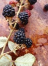 Wild black and red blackberry after the rain. Produce of the forest. Natural antioxidant.