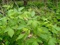 Wild Black Red Raspberries in Michigan