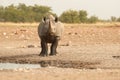 Wild black rhinoceros, Diceros bicornis, front view, dangerous animal staring at camera, standing on the rim of waterhole.